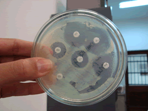 bacteria 2