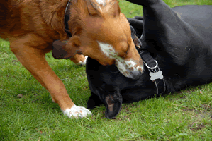 dogs fighting