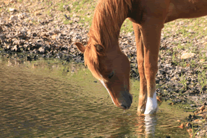 horse water
